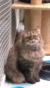 WP_20140815_16_37_07_Pro sitzend im Käfig.jpg