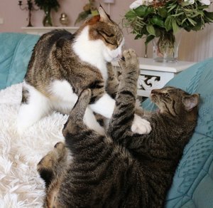 IMG_0237 (640x622).jpg