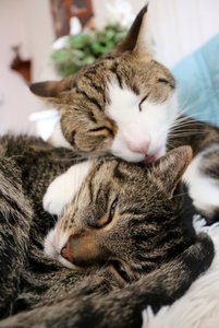 IMG_0283 (427x640).jpg