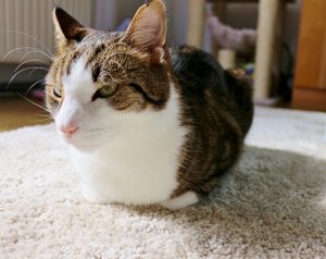 IMG_0294 (640x507).jpg