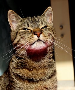 IMG_0522 (534x640).jpg