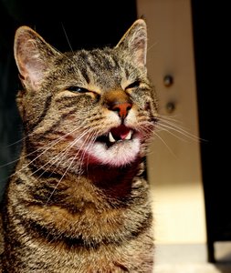 IMG_0523 (539x640).jpg