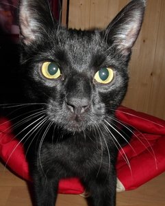 SAM_4548 (641x800).jpg