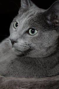 Katzen B&T lLAB-15.jpg