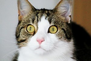 Steini (1280x853).jpg