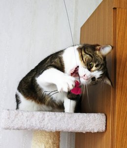 IMG_0945 (550x640).jpg