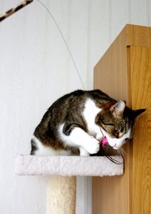 IMG_0947 (452x640).jpg