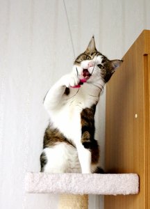 IMG_0951 (459x640).jpg