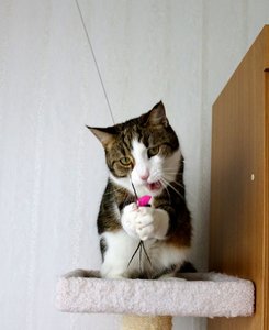 IMG_0959 (522x640).jpg