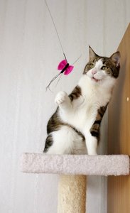 IMG_0971 (390x640).jpg