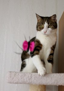 IMG_0972 (449x640).jpg