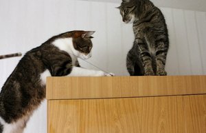 IMG_1003 (640x411).jpg