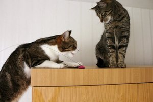 IMG_1005 (640x427).jpg