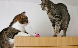 IMG_1006 (640x401).jpg