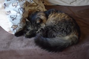 2015_02_15 DSC_0027.JPG