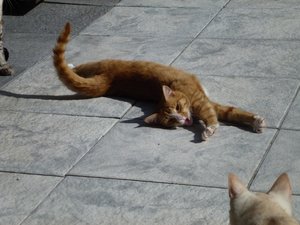 Katzen Mai 2015 008.jpg