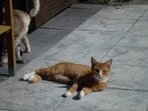 Katzen Mai 2015 009.jpg