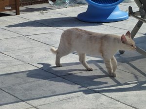 Katzen Mai 2015 013.jpg