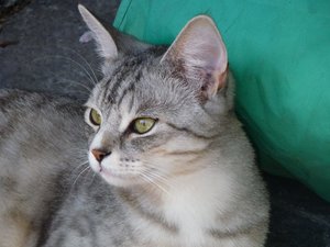 Katzen Mai 2015 020.jpg