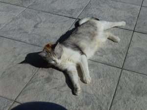 Katzen Mai 2015 031.jpg