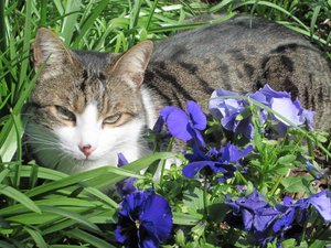 Basti im beet 002.jpg