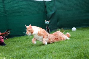 IMG_4533 (Medium).JPG