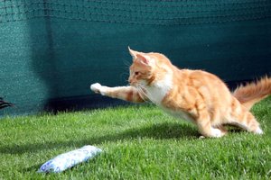 IMG_4545 (Medium).JPG