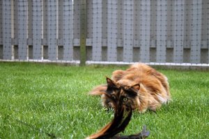 IMG_4486 Kopie (Medium).jpg