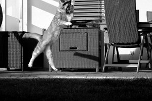 IMG_4610 (Medium).JPG