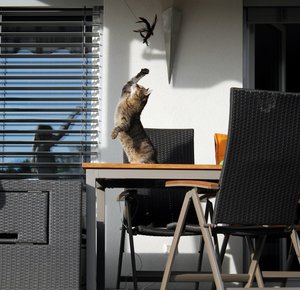 IMG_4612 (Medium).JPG