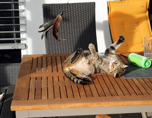 IMG_4652 (Medium).JPG