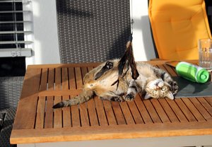 IMG_4654 (Medium).JPG