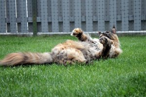 IMG_4458 (Medium).JPG