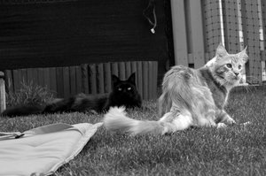 IMG_4468 (Medium).JPG