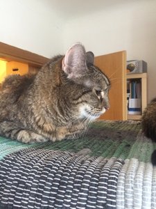 ImageUploadedByTapatalk1431103137.202878.jpg ImageUploadedByTapatalk1431103137.202878.jpg