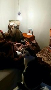 Tiago neues heim.jpg