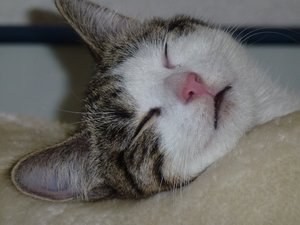 schlafende Minou.JPG