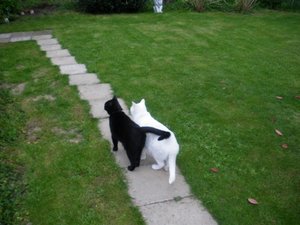 IMGP1596 (800x600) (640x480).jpg