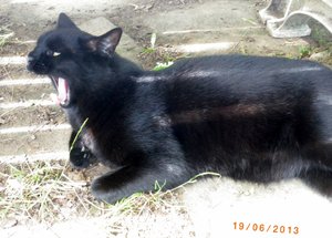 IMGP2293 (1024x731).jpg