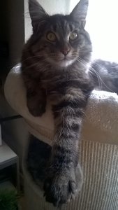 e auf kratztonne.jpg