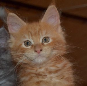 maine-coon-kitten-ffh-stammbaum-852083-6 - Kopie.jpg