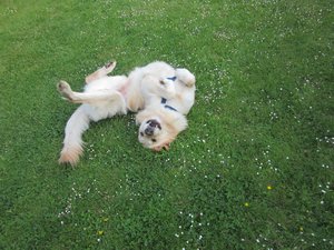 Fanta im Garten 001.jpg