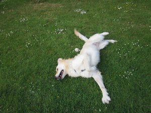 Fanta im Garten 003.jpg