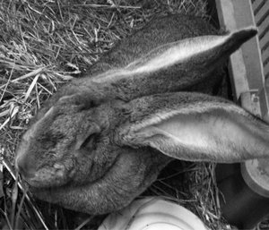 ImageUploadedByTapatalk1432836324.542168.jpg ImageUploadedByTapatalk1432836324.542168.jpg