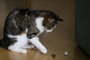 IMG_1251 (640x427).jpg