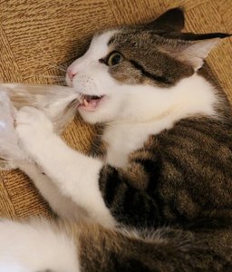 IMG_1284 (546x640).jpg