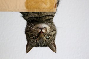 IMG_1412 (640x426).jpg