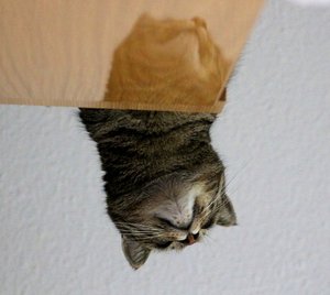 IMG_1414 (640x570).jpg