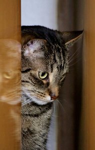 IMG_1422 (406x640).jpg