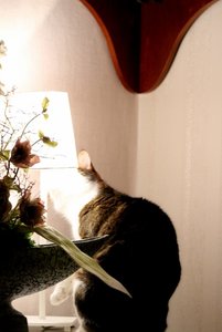 IMG_1468 (427x640).jpg